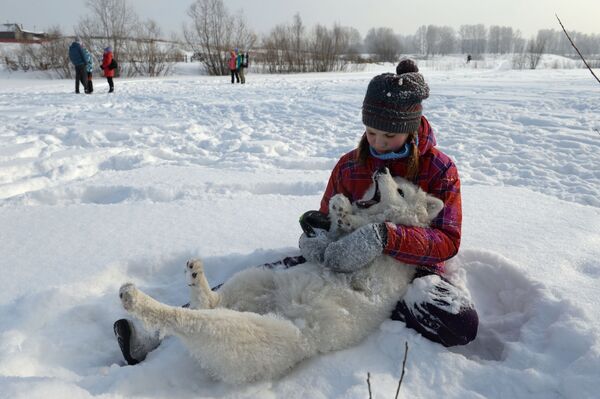 犬ぞりフェスティバル「ハスキーフェスト」、ノボシビルスクのステプナヤ村での少女とサモエド犬 犬ぞりフェスティバル「ハスキーフェスト」、ノボシビルスクのステプナヤ村での少女とサモエド犬 - Sputnik 日本