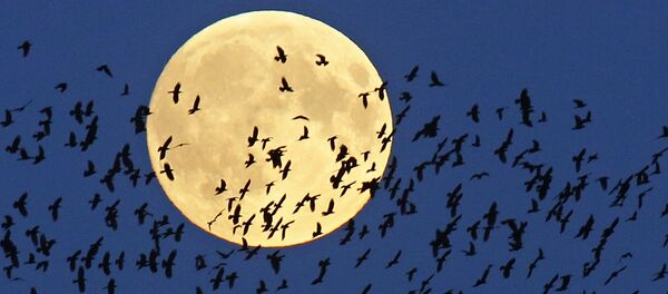 満月 - Sputnik 日本