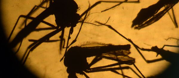 ヤブカ（藪蚊） - Sputnik 日本