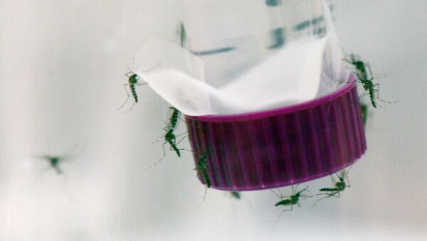 蚊はジカウィルスの媒介者です - Sputnik 日本