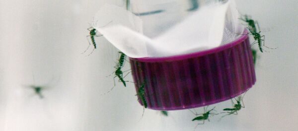 蚊はジカウィルスの媒介者です - Sputnik 日本