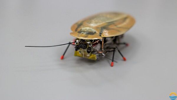 ロボットゴキブリ - Sputnik 日本
