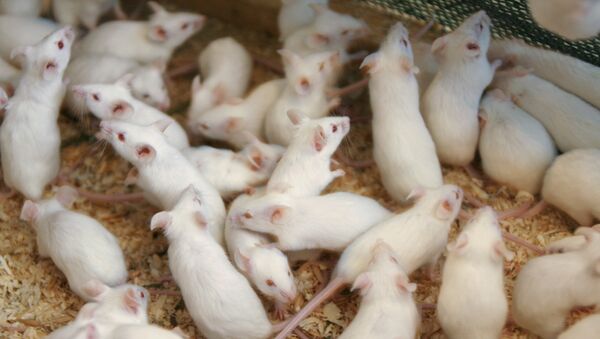 「ニセ」幹細胞、マウスの心筋梗塞を治療 - Sputnik 日本