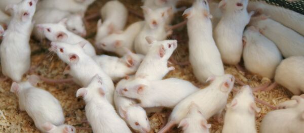 「ニセ」幹細胞、マウスの心筋梗塞を治療 - Sputnik 日本