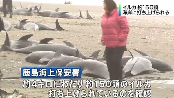 日本　岸に打上げられたイルカを救済する対策本部ができる - Sputnik 日本