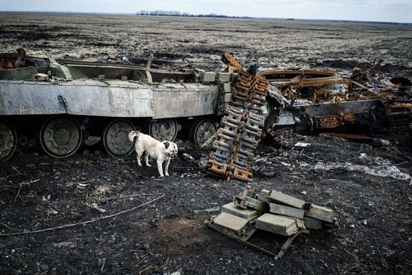 壊れた戦車の近くにいる犬。ドンバスの義勇軍によってウクライナ軍から開放されたデバリツェヴォにて。 - Sputnik 日本