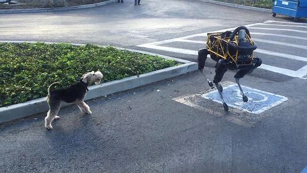 ロボット犬　生きた犬と闘う - Sputnik 日本