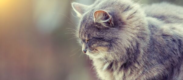 猫 猫 - Sputnik 日本