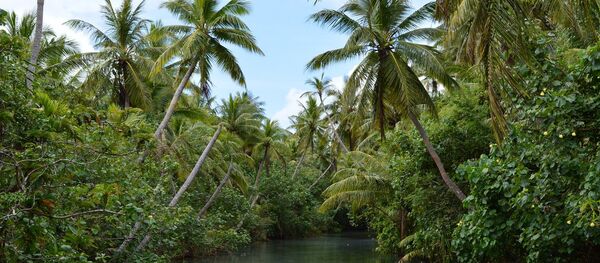 世界第２位の広さを誇るコンゴの熱帯雨林　伐採の危機に - Sputnik 日本