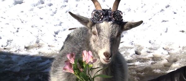 ヤギのメルケル - Sputnik 日本