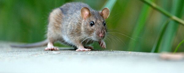 マウスとラットがトヨタの大豆ワイヤーを食べる マウスとラットがトヨタの大豆ワイヤーを食べる - Sputnik 日本