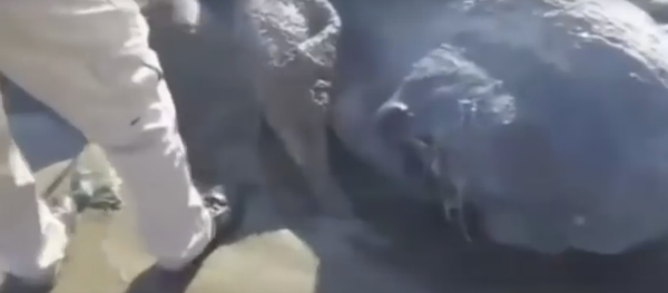 メキシコの海岸に謎の生物が打ち上げられる - Sputnik 日本