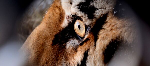 虎が女性をばらばらに、北京サファリパーク 虎が女性をばらばらに、北京サファリパーク - Sputnik 日本