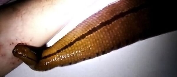 ペットとして巨大なヒルを飼う日本人 - Sputnik 日本