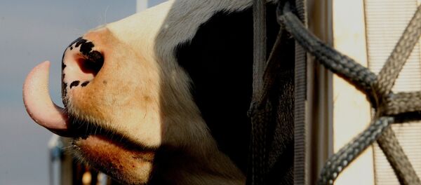 牛 - Sputnik 日本