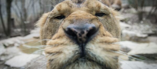 ライオン - Sputnik 日本