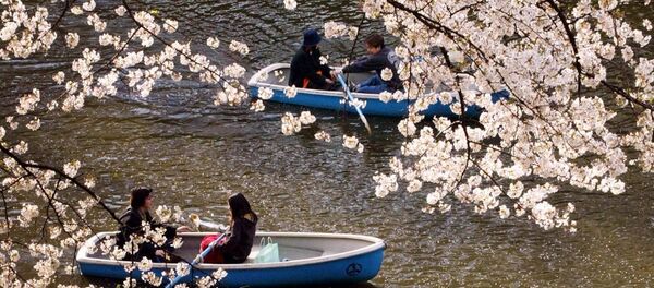 桜の花 - Sputnik 日本