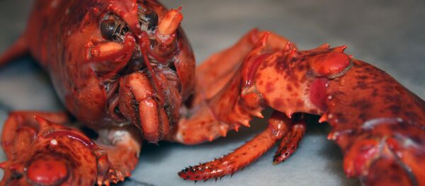 ロブスター - Sputnik 日本