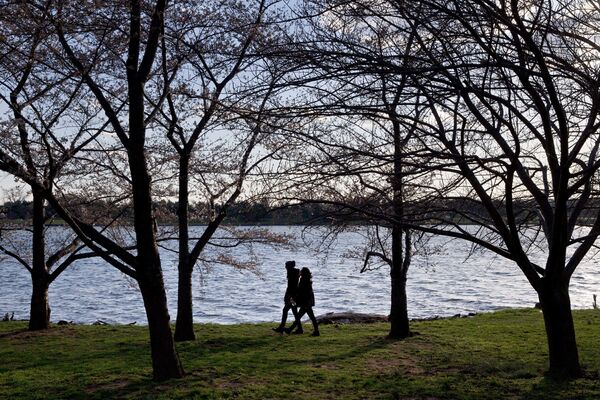 桜開花のワシントン公園をそぞろ歩く若者たち - Sputnik 日本