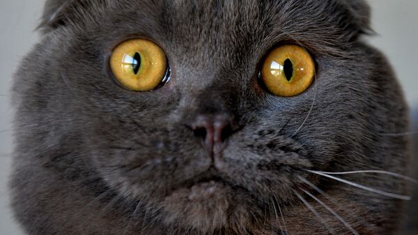 Шотландская вислоухая кошка на выставке в Бишкеке - Sputnik 日本