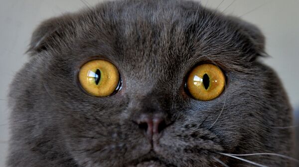 Шотландская вислоухая кошка на выставке в Бишкеке - Sputnik 日本