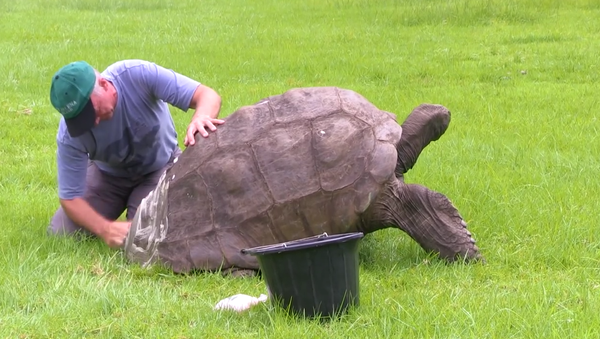 世界最長寿　184歳の大亀ジョナサン　初めて｢入浴｣！ - Sputnik 日本