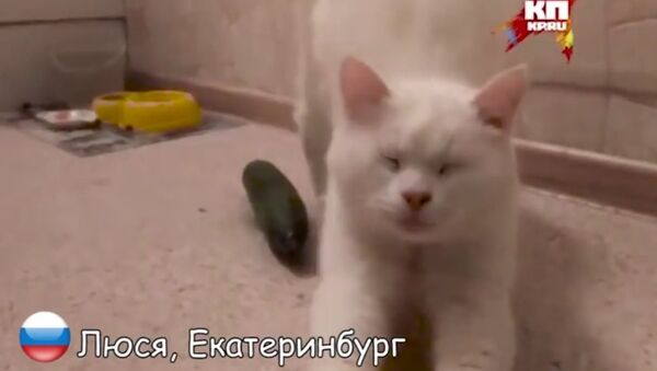 ロシアの猫はキュウリがこわくない - Sputnik 日本
