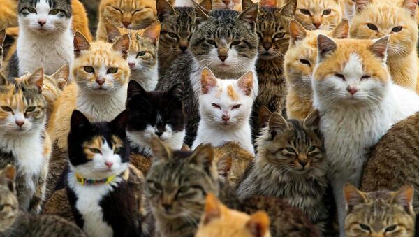 世界の猫好き国はどこ、ロ米中、それとも日本？ - Sputnik 日本