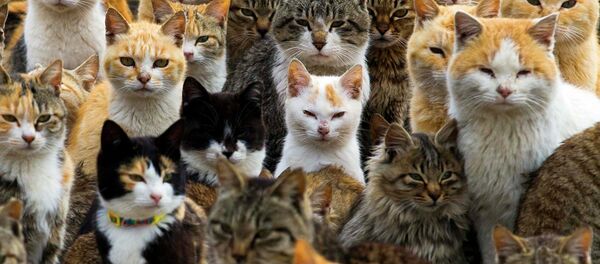 世界の猫好き国はどこ、ロ米中、それとも日本？ - Sputnik 日本