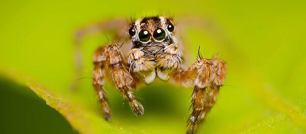 クモ - Sputnik 日本