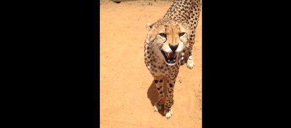 チーター - Sputnik 日本