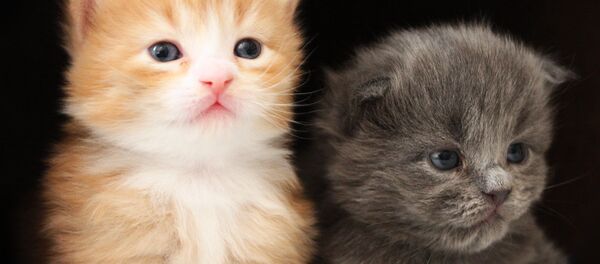 中国　生きた子猫を掴むUFOキャッチャー登場 - Sputnik 日本