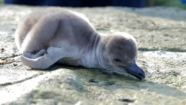 英国　ペンギンの赤ちゃん　最初の一歩と計量 - Sputnik 日本