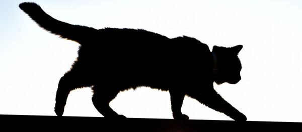 猫 猫 - Sputnik 日本