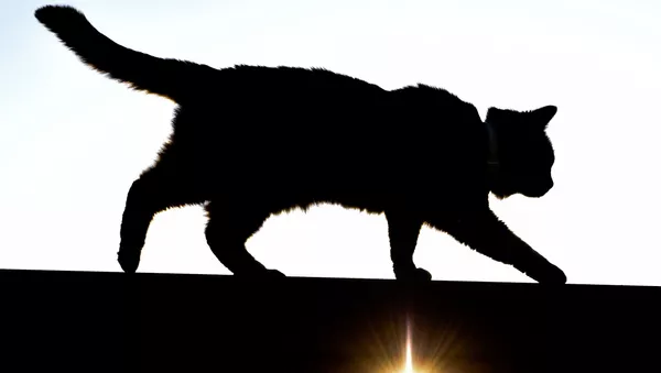 猫 - Sputnik 日本