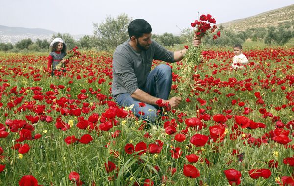 ナブルス郊外で花を摘む子供連れのパレスチナ人。イスラエルで。 - Sputnik 日本