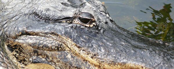 ワニ - Sputnik 日本