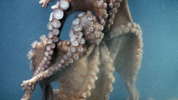 蛸は宇宙人である　学説がネイチャー誌に - Sputnik 日本