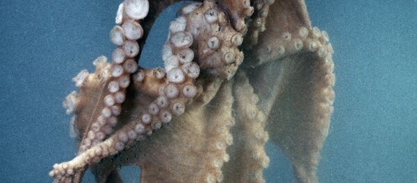 蛸は宇宙人である　学説がネイチャー誌に - Sputnik 日本