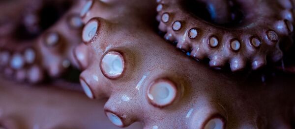 私たちは食べ物について何を知ってる?日本の「活け締め」動画がネット上で議論を呼ぶ【動画】 私たちは食べ物について何を知ってる?日本の「活け締め」動画がネット上で議論を呼ぶ【動画】 - Sputnik 日本