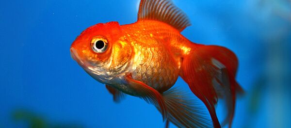 金の魚 金の魚 - Sputnik 日本