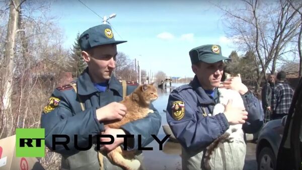 シベリアのミニ動物園「ノアの箱舟」で洪水だ - Sputnik 日本