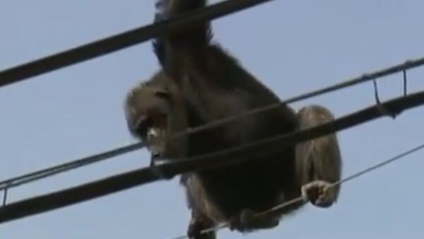 動物園からの脱走：チンパンジー、檻から脱出 - Sputnik 日本