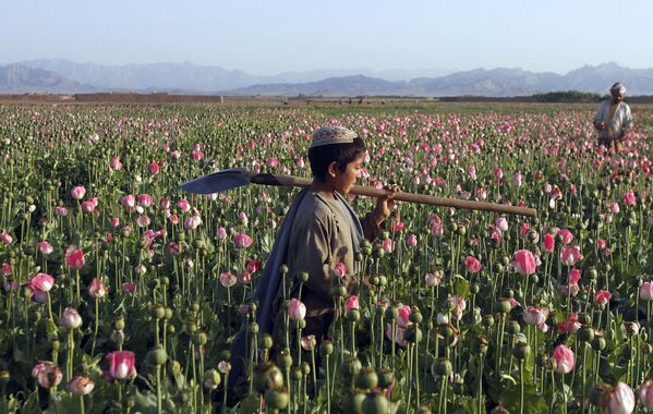 アフガニスタン、少年がケシ畑を行く - Sputnik 日本