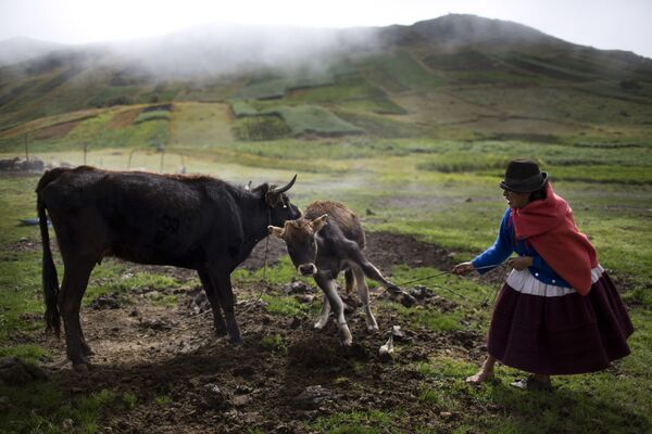 ペルー、女性がウチュラッカイの町へ搾乳に連れて行くために子牛を母親から引き離そうとしている - Sputnik 日本