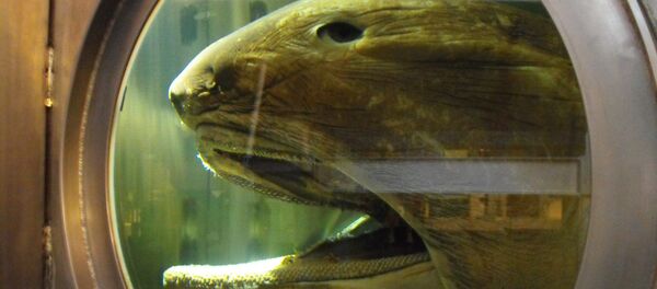 メガマウス【アーカイブ】 - Sputnik 日本