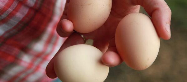 卵 卵 - Sputnik 日本