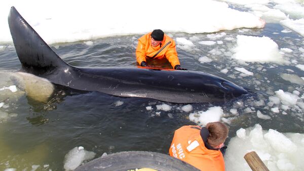 Операция по спасению косаток, зажатых во льдах в Охотском море - Sputnik 日本