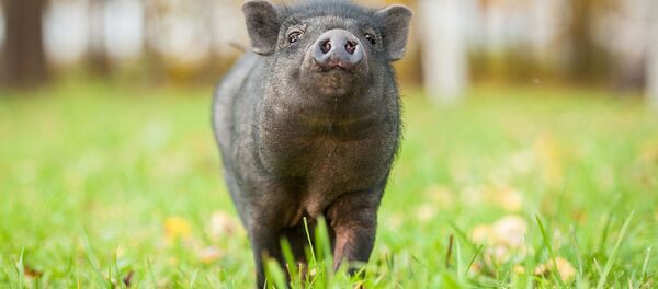 ミニブタ - Sputnik 日本