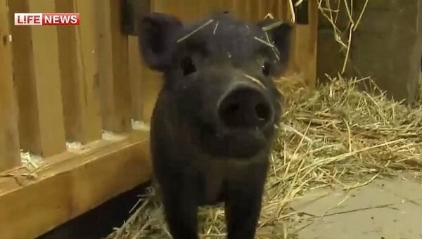 黒のミニブタ「オバマ」 - Sputnik 日本